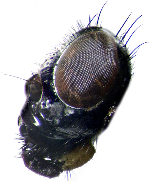 Ulidia apicalis Meigen: Italy (SIZK): head left.